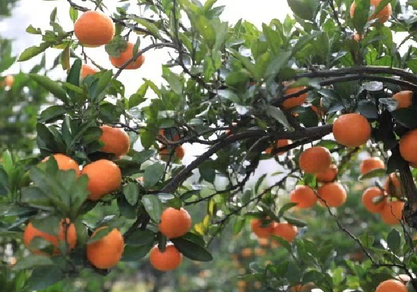 甜蜜開(kāi)園！中方縣“山(shān)下(xià)紅(hóng)”柑橘挂滿枝頭等您采摘